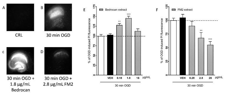 Qualitative and quantitative analysis of the effects of Bedrocan and FM2 extracts on OGD toxicity in rat organotypic hippocampal slices. OGD was applied for 30 min, and 24 h later, the damage in the CA1 region was assessed, measuring the intensity of PI fluorescence. Drugs were present in the incubation medium during OGD and the subsequent 24 h recovery period. (A) Hippocampal slice under normal conditions (background PI fluorescence), slice exposed to 30 min OGD displaying intense PI labeling in the CA1 subregion (B), CA1 damage induced by 30 min OGD was exacerbated by the presence of 1.8 g/mL of Bedrocan extract (C) CA1 damage induced by 30 min OGD was attenuated by the presence of 2.8 g/mL of FM2 extract (D). (E) The Bedrocan extract at the doses of 0.18 and 1.8 mg/mL significantly exacerbated CA1 injury in comparison to the damage caused by 30 min OGD alone, considered as 100%. (F) The FM2 extract dose-dependently attenuated CA1 injury. Data are expressed as percentage of OGD-induced PI fluorescence. Bars represent the mean ± SEM of at least 5 experiments run in quadruplicate. (** p < 0.01 and *** p < 0.001 vs. OGD; one-way ANOVA plus Dunnett’s test).