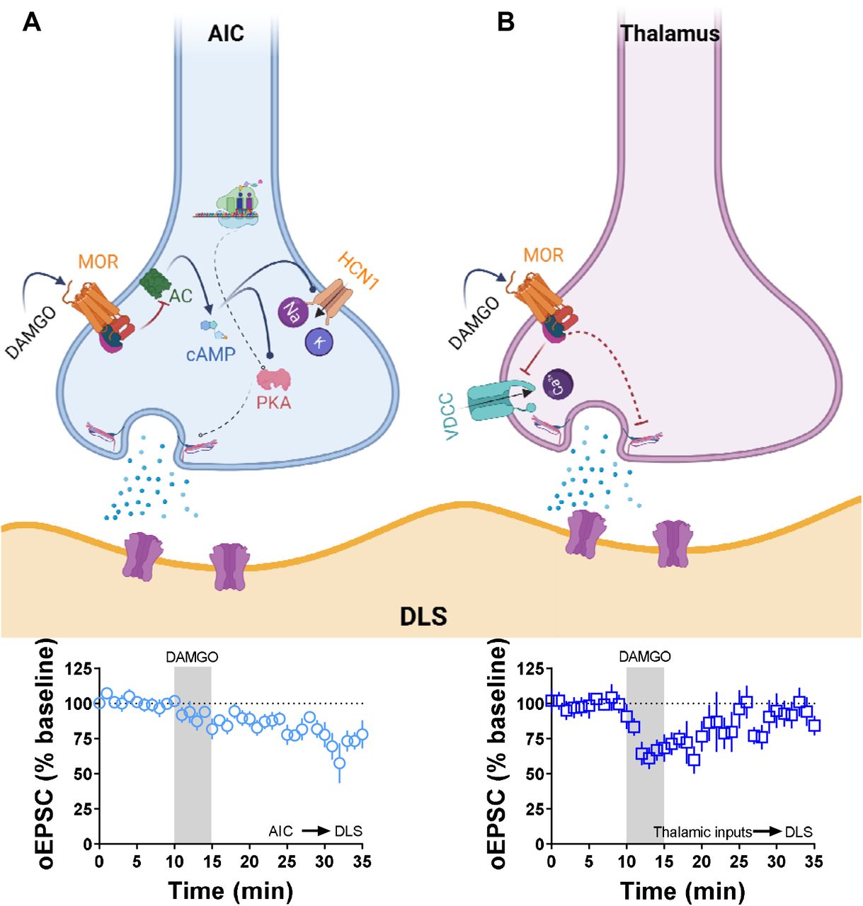 Summary of the proposed presynaptic signaling pathways that are involved in MOR-mediated LTD and STD.(A) The activation of MOR at AIC inputs in the DLS induces a decrease in the production of cAMP (via adenylyl cyclase (AC) inhibition), which impacts the activation of HCN1 channels and the function of presynaptic PKA. Furthermore, the presence of local protein synthesis is critical for the maintaining of the glutamatergic LTD shown below. (B) The activation of MOR at thalamic inputs in the DLS does not utilize the mechanisms illustrated in (A). Therefore, the mechanism is conceptualized to involve MOR-driven Gβγ block of voltage dependent calcium channels (VDCC) producing a transitory reduction in the release of glutamate in the DLS as shown below. Schematic figure was created with BioRender.com.