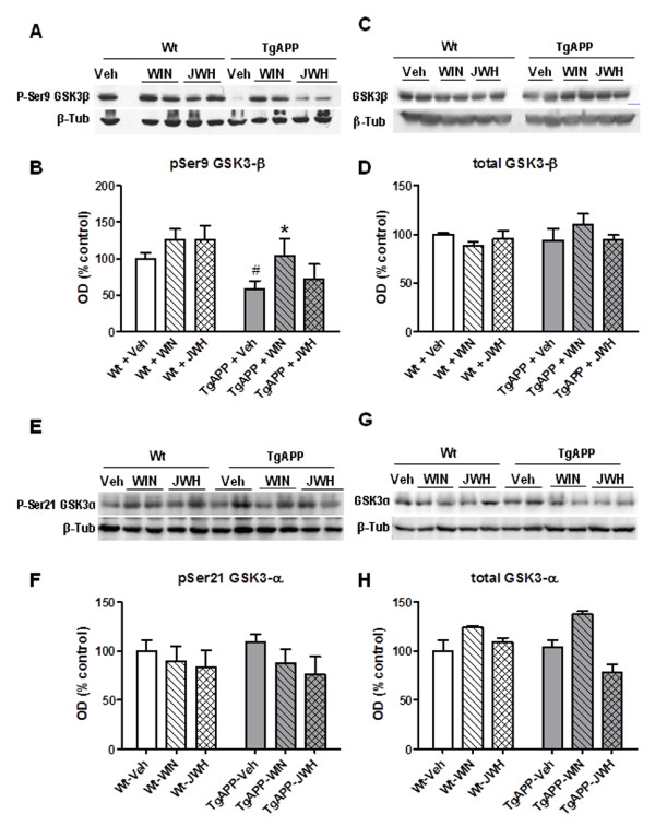 WIN oral treatment counteracted decreased phospho-Ser9 GSK3β in cerebral cortex of Tg APP mice. A: representative Western blot of p-Ser9 GSK3β. B: optical density (OD). C: total-GSK3β. D: optical density (OD). E: representative Western blot of p-Ser21 GSK3α. F: optical density (OD). G: total-GSK3α in cerebral cortex. H: optical density (OD). Wild type (Wt) and Tg APP mice were treated with vehicle or cannabinoids (0.2 mg/kg) in the drinking water for 4 months, starting at 7 months of age. Results are mean ± SEM (n = 6-7 mice/group) *p < 0.05 vs wt-veh mice, # p < 0.05 vs Tg APP-vehicle treated mice; #p < 0.05 vs wild type vehicle treated mice (ANOVA followed by Student's t test).