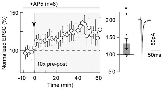 10 pairings-tLTP is NMDAR-independent. 10 pairings-tLTP is NMDAR-independent. Summary of tLTP induced by 10 pre-post pairings with DL-2-amino-5-phosphono-pentanoic acid (D-AP5; 50 μM; n = 8 cells from 4 rats; ΔtSTDP = +10 ± 1 ms). Inhibition of NMDAR with D-AP5 did not prevent the induction of tLTP. Representative traces are the average of 15 excitatory postsynaptic currents (EPSCs) during baseline (black traces) and 50 min after STDP protocol (gray traces). Error bars represent SD. *p < 0.05.