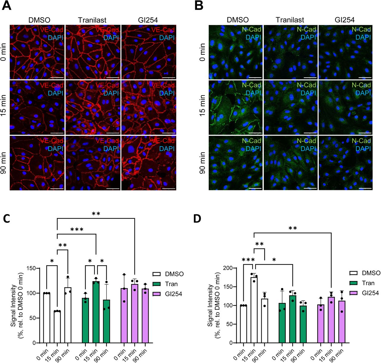 TRPV2 and ADAM10 are necessary for altered localization of N- and VE-cadherin following H2O2 exposure.(A) HPMEC immunofluorescence staining of VE-cadherin (red) over a timecourse of H2O2 exposure (75 µM; 0 min, 15 min, 90 min) in the presence and absence of TRPV2 and ADAM10 inhibitors (50 µM tranilast, 3 µM GI254023X, respectively). Further immunofluorescence stainings for N-cadherin (green) were conducted in the same conditions (B). Nuclei were stained with DAPI (blue), scale bars: 50 µm. Mean peak signal intensities of VE-cadherin (C) and N-cadherin (D) from fluorescence intensity profiles were quantified from stainings performed in HPMECs from three different donors (n = 3, 30 regions per n), and significance between means was analyzed with two-way ANOVA and Tukey post hoc tests; * p < 0.05, ** p < 0.01, *** p < 0.001.