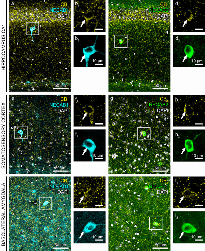 NECAB1 and NECAB2 calcium-binding proteins are distributed in CB1-receptor-expressing GABAergic interneurons. (a–l) Representative confocal microscopy images of double immunostaining of CB1 receptors (yellow) and either NECAB1 (cyan) or NECAB2 (green). Cell nuclei are stained with DAPI (white). Interneurons colocalizing CB1/NECAB1 or CB1/NECAB2 stand out already at low magnification in the CA1 subregion of the hippocampus CA1 region (a, c), in the somatosensory cortex (e, g) and in the BLA complex (i, k). (b1–2, d1–2, f1–2, h1–2, j1–2, l1–2) High magnification shows the double-immunostained cell bodies from the respective boxed areas present in a, c, e, g, i, k. Note that both CB1 receptor- and NECAB2-immunostaining visualize a dense meshwork of axons in all three regions, whereas NECAB1 is primarily located in somata and dendrites.