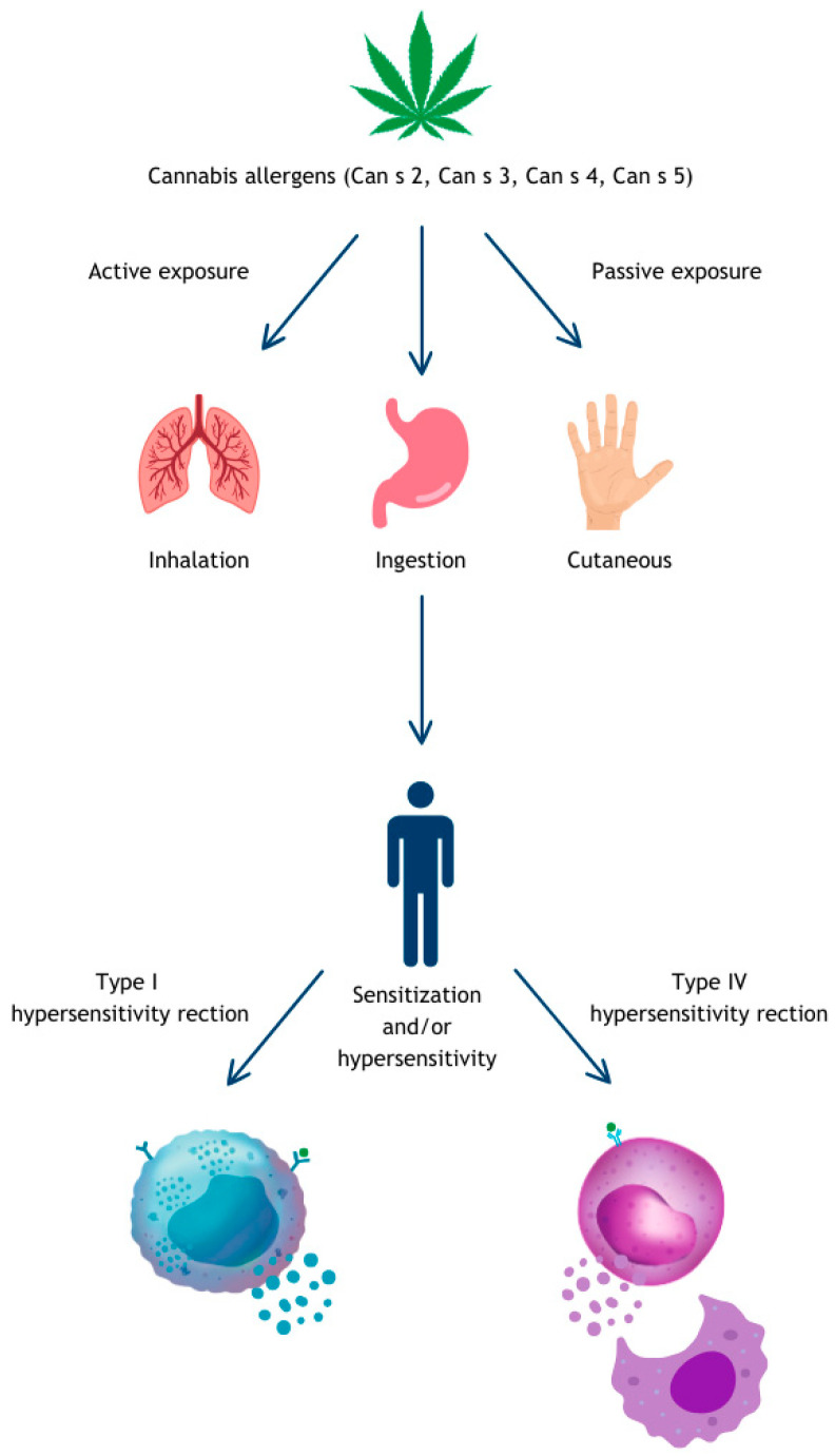 Mechanism of sensitization to cannabis.