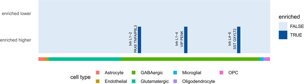 Results of human cortical cell type enrichment analysis reveal four inhibitory neuronal cell types for the differentially higher expressed genes (DEG higher). For the lower expressed genes (DEG lower) no neuronal cell types were found to be enriched.