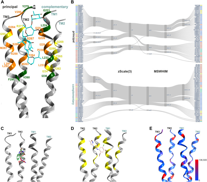 Representative structures of the upper TMD interface pocket, and descriptor analysis: (A) Overview of the TMD interface with ivermectin (cyan sticks) in 5VDH. The ribbon segments that provide ligand contacts with ivermectin and with small molecules are orange, those with small molecule contacts only are yellow, and those with ivermectin only contacts are green. Amino acid numbering as in 5VDH. (B) Comparison diagrams for the subsite used by small molecules derived from hierarchical clustering of z-Scale(3) and MSWHIM descriptors as estimates for pocket similarities. Supplementary Figure S14A depicts the full dendrograms, Supplementary Figures S14B,C depict the analogous comparison for the ivermectin site. (C) Ribbon of the GABAA R β+/α− structure with etomidate (6X3V in red), phenobarbital (6X3W in light- and dark-green). (D) 7EKT with PNU-120596. The yellow positions on the ribbon indicate the binding site forming segments which were used for panel (B). (E) Amount of variants across all genes of interest in the region of this binding site mapped onto 7EKT. Ribbon heatmap represents the sum of minor allele counts per 100,000 at each aligned position. See Supplementary Figures S18,S19 for detailed heatmaps.
