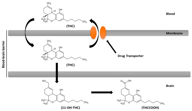 Influence of the drug transporter P-gp on passage through the blood–brain barrier and brain delivery of delta-9-tetrahydrocannabinol (THC). 11-OH-THC = 11-hydroxy-delta-9-THC (11-OH-THC); THCCOOH = 11-nor-9-carboxy-delta-9-THC (THCCOOH).
