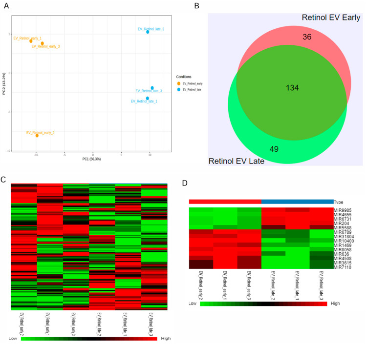 miRNAseq of retinal organoid EVs. (A) Principal component analysis (PCA) plots of miRNA-seq showing individual clusters of early and late retinal organoid EVs (n = 3 biological replicates for each). (B) Venn diagram showing numbers of miRNAs common between two sample groups and unique for each of the two sample groups, early and late retinal organoid EVs. (C) Heatmap showing the log2fold change in DEmiRNAs of all the individual samples with a two-color gradient. Downregulation is indicated in green and upregulation is shown in red. (D) The upregulated and downregulated DEmiRNAs for early vs. late retinal organoid EV samples are visually represented as a heat map.