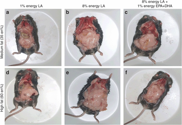 Reducing dietary LA to 1 en% prevents adipose tissue accumulation and reverses the obesogenic effects of a high-fat (60 en%) diet. Animals fed 8 en% LA (b,e) accumulated more fat than animals fed 1 en% LA (a,d). The addition of 1 en% n-3 EPA/DHA to 8 en% LA diets (c,f) prevented the increase in adipose tissue seen in animals fed 8% energy LA in b,e. The obesogenic properties of a high-fat diet (60 en% fat) in e were reversed by selective reduction of LA from 8 en% to 1 en% and replacement by greater saturated fat in d. The animals shown are representative for the animals in each dietary treatment. Upper row; isocaloric medium-fat diets of 35 en% fat, lower row; isocaloric high-fat diets of 60 en% fat. The fatty acid composition, not total fat calories, determined the obesogenic properties of the diets. DHA, docosahexaenoic acid; EPA, eicosapentaenoic acid; LA,linoleic acid.