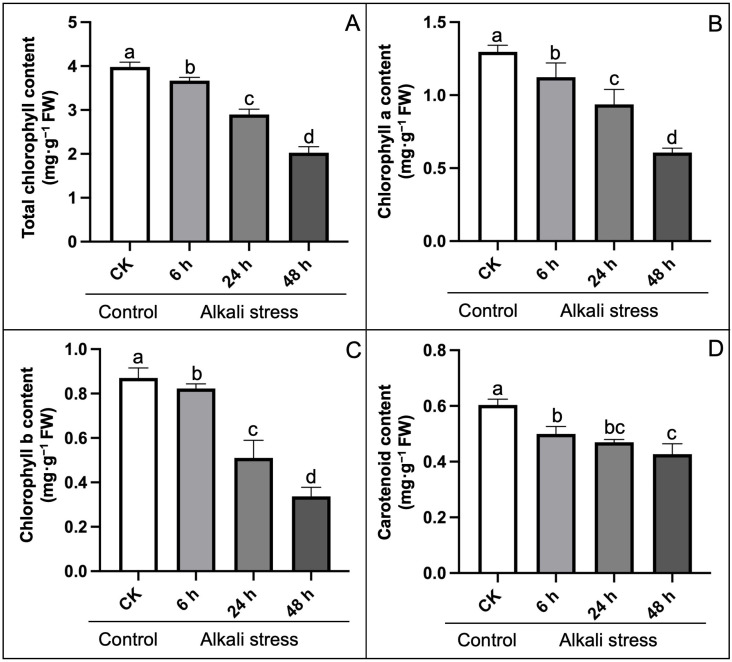 Effect of alkali-stress on photosynthetic pigments of hemp seedlings compared to control treatment.(A) Total chlorophyll content, (B) Chlorophyll a content, (C) Chlorophyll b content, (D) Carotenoid content. The statistical error bars indicate mean+SDs and dissimilar letters are denoting the significant change from each other (p < 0.05). Control (CK, without stress treatment).