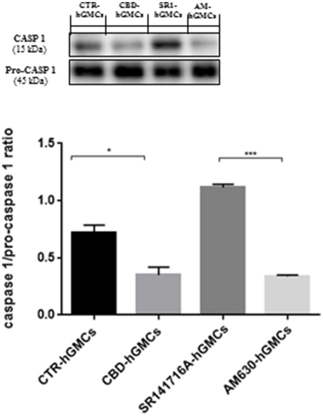 Western blot analysis for CASP1. CASP1 expression is decreased in CBD-hGMSCs compared to CTR-DMSO). The levels of CASP1 are significant increase in SR141716A-hGMSCs compared with CBD-hGMSCs. CTR-hGMSCs vs. CBD-hGMSCs *p < 0.05; SR141716A-hGMSCs vs. AM630-hGMSCs ***p < 0.001.