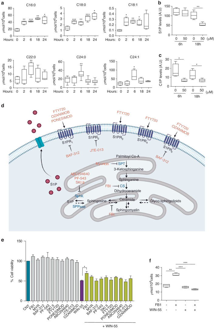 Role of ceramides in the antileukemic effect of WIN-55.a Quantification levels of the different types of ceramides in non-treated versus WIN-55-treated HL60 cells by HPLC-MS/MS analysis. HL60 cells were incubated with 50 µM WIN-55 at 2, 6, 18 and 24 h. Data are provided as mean ± SD of n = 3. C16:0, C18:0 and C18:1 ceramides showed a steadily increasing pattern in both AML cell lines up to 24 h, while longer chain ceramides peaked at 6 h post-exposure and then returned to basal levels. b Quantification levels of S1P in non-treated versus WIN-55-treated HL60 cells by HPLC-MS/MS analysis. c Quantification levels of C1P in non-treated versus WIN-55-treated HL60 cells by HPLC-MS/MS analysis. Sphingosine-1-phosphate (S1P) and ceramide-1-phosphate (C1P) levels were also altered in HL60 cells after WIN-55 treatment at both 6 and 18 h. For (a), the ceramide 17:0 was used as internal standard and relative standard deviations (RSD) were <10%. Data are provided as mean ± SD of n = 3. d Scheme of the de novo ceramide synthesis pathway and the inhibitory steps (in red) for the inhibitors used in this study. e Cell viability was assessed for HL60 cells after incubation with the here showed ceramide inhibitors alone or in combination with WIN-55 treatment by using the CCK-8 assay. Only FB1 inhibitor partially prevented WIN-55-mediated HL60 cell death. Data are provided as mean ± SD of n = 3. Statistically significant differences were determined by Student’s t tests: *p < 0.05. f Quantification levels of ceramides in HL60 cells upon Fumonisin B1 treatment by using HPLC/MS-MS analysis. HL60 cells were incubated for 6 h with 50 µM WIN-55 in the presence of Fumonisin B1 or vehicle. The graph shows the levels of ceramide C16:0 as an example. Data are provided as mean ± SD of n = 3. Statistically significant differences were determined by Student’s t tests: **p ≤ 0.005 and ***p ≤ 0.0005.