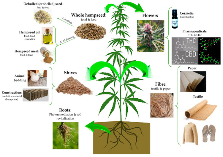 Various uses of the hemp plant [44].