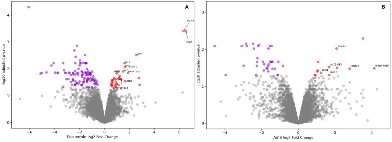 Visualization of quantitative proteomics data from C. auris following antifungal treatment. Volcano plots depict differentially abundant proteins upon exposure to (A) Tavaborole and (B) polyene AmB. Significantly regulated proteins were defined using an adjusted P value ≤ 0.05.