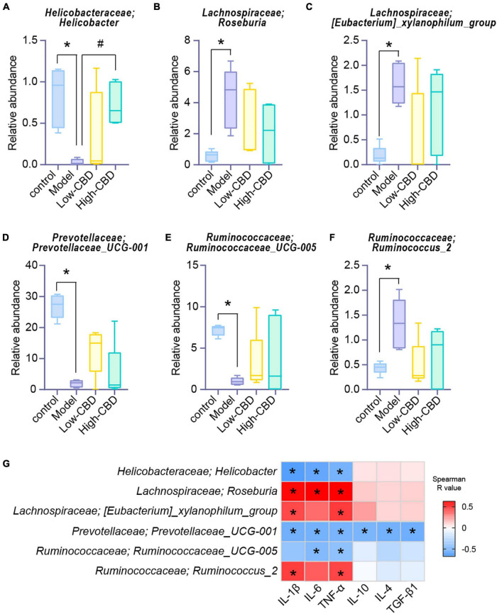 Effects of cannabidiol (CBD) on the changes of the abundance of gut microbiota in rats with Epilepsy. (A-F) At the genus level, the abundance of Helicobacter, Roseburia, [Eubacterium]_xylanophilum_group, Prevotellaceae_UCG-001, Ruminococcaceae_UCG-005, and Ruminococcus_2. *Represents significant comparison with the control group, #represents significant comparison with the Model group, P < 0.05. (G) Correlation analysis of gut bacteria and cytokines. Blue represents negative correlation, and red represents positive correlation; The larger the absolute value of R, the stronger the correlation; *indicates significant correlation.