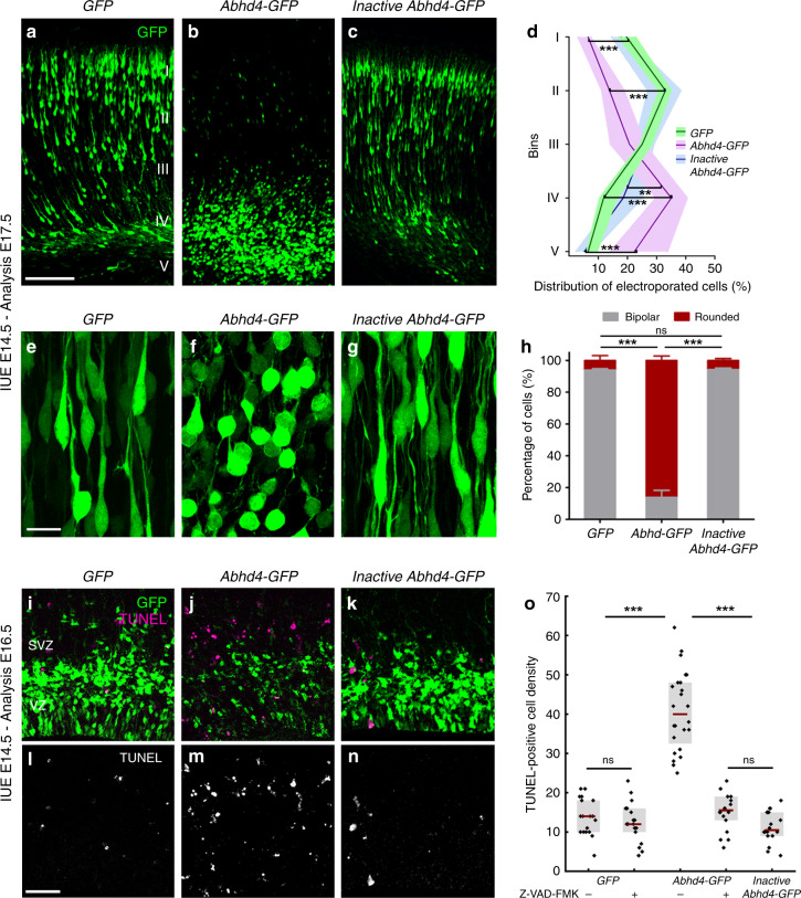 ABHD4 is sufficient to trigger migration arrest and apoptosis.Cells in utero electroporated with GFP- (a), or with an Abhd4-GFP-construct encoding an enzymatically inactive form of ABHD4 (c) migrate into the cortical plate, whereas Abhd4-GFP-electroporation causes radial migration defect (b). d Laminar distribution of electroporated cells in five equally-sized bins (Roman numerals) (Kruskal–Wallis test with post hoc Dunn’s test, 1st, 2nd, 4th, 5th bins for all comparisons: ***P < 0.0001, except 4th bin (Inactive Abhd4-GFP vs Abhd4-GFP): **P = 0.006; n = 19 sections from n = 4 animals per GFP-electroporation; n = 18 sections from n = 4 animals per Abhd4-GFP-electroporation; n = 12 sections from n = 3 animals per Inactive Abhd4-GFP-electroporation). Data are shown as median (line) and interquartile range (transparent band in the same color). High-power images show bipolar migrating neurons (e, g), that become rounded upon Abhd4-GFP-electroporation (f). h Quantification of cell morphology (Kruskal–Wallis test with post hoc Dunn’s test, ***P < 0.0001; ns = not significant, P ≈ 1; n = 15–15 sections from n = 3–3 animals per treatment). Graphs show bar plots with median ± interquartile range. i–n Representative images show large density of TUNEL-positive cells upon Abhd4-GFP electroporation in the subventricular (SVZ) and ventricular (VZ) zone (j, m), that is not replicated by GFP- (i, l), or by inactive Abhd4-GFP-electroporation (k, n). o Quantification of TUNEL-positive cell density (Kruskal–Wallis test with post hoc Dunn’s test, ***P < 0.0001; ns = not significant, P ≈ 1 except per Abhd4-GFP-electroporation with Z-VAD-FMK treatment vs Inactive Abhd4-GFP P = 0.607; n = 18–18 sections from n = 3–3 animals per GFP-electroporation with and without Z-VAD-FMK treatment and per Inactive Abhd4-GFP-electroporation; n = 24 sections from n = 4 animals per Abhd4-GFP-electroporation; n = 18 sections from n = 4 animals per Abhd4-GFP-electroporation with Z-VAD-FMK treatment). Graphs show box-and-whisker plots (including minima, maxima, and median values, lower and upper quartiles) with single values. Scale bars: a–c: 100 μm, e–g: 20 μm, i n: 50 μm. Source data are provided as a Source Data file.