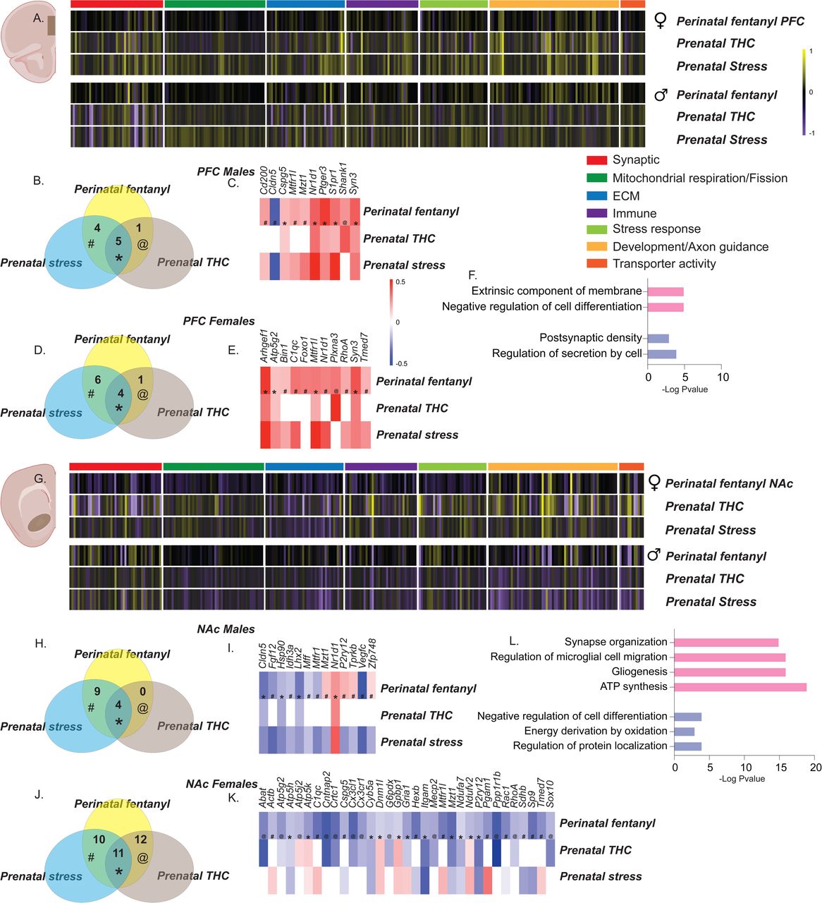 Transcriptomic convergence in the PFC and NAc of adolescent mice exposed to prenatal THC, stress and fentanyl.Heatmaps of all transcripts categorized as synaptic, mitochondrial respiration/fission, ECM, Immune, Stress response, development/axon guidance and transporter activity in the (A) PFC and (G) NAc, by sex of perinatal fentanyl-, prenatal THC- and stress-exposed adolescent mice. Venn diagrams show shared DETs in the PFC of (B) males and (D) females across conditions. Heatmaps show expression pattern of shared DETs in the PFC of (C) males and (E) females across conditions. (F) Gene ontology enrichment of shared DETs in the PFC of males (blue) and females (pink) adolescent mice. Venn diagrams show shared DETs in the NAc of (H) males and (J) females across conditions. Heatmaps show expression pattern of shared DETs in the NAc of (I) males and (K) females across conditions. (L) Gene ontology enrichment of shared DETs in the PFC of males (blue) and females (pink) adolescent mice. ECM, extracellular matrix. DETs, differentially expressed transcripts.