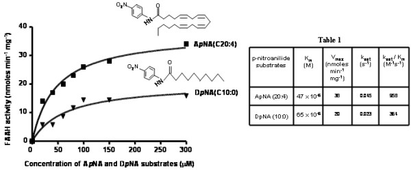 Kinetic characterization of affinity purified recombinant HIS-FAAH from Dictyostelium. Initial velocity measurements were made at increasing concentration of arachidonoyl p-nitroaniline (ApNA) and decanoyl p-nitroaniline (DpNA) substrates. Reaction was initiated by addition of 10μg of HIS-FAAH protein purified from Dictyostelium and the reaction was incubated at 37°C for 30 min. Data points are mean ± S.D. values of specific activity from triplicate assays from single batch of enzyme purification and plots were generated by fitting the data points into Michaelis-Menten equation using prism software version 3.0. Inset figures are the structures of ApNA and DpNA. Inset Table 1 details kinetic parameters of HIS-FAAH isolated from Dictyostelium were estimated by fitting the data in Figure 4, to Michaelis-Menten equation.