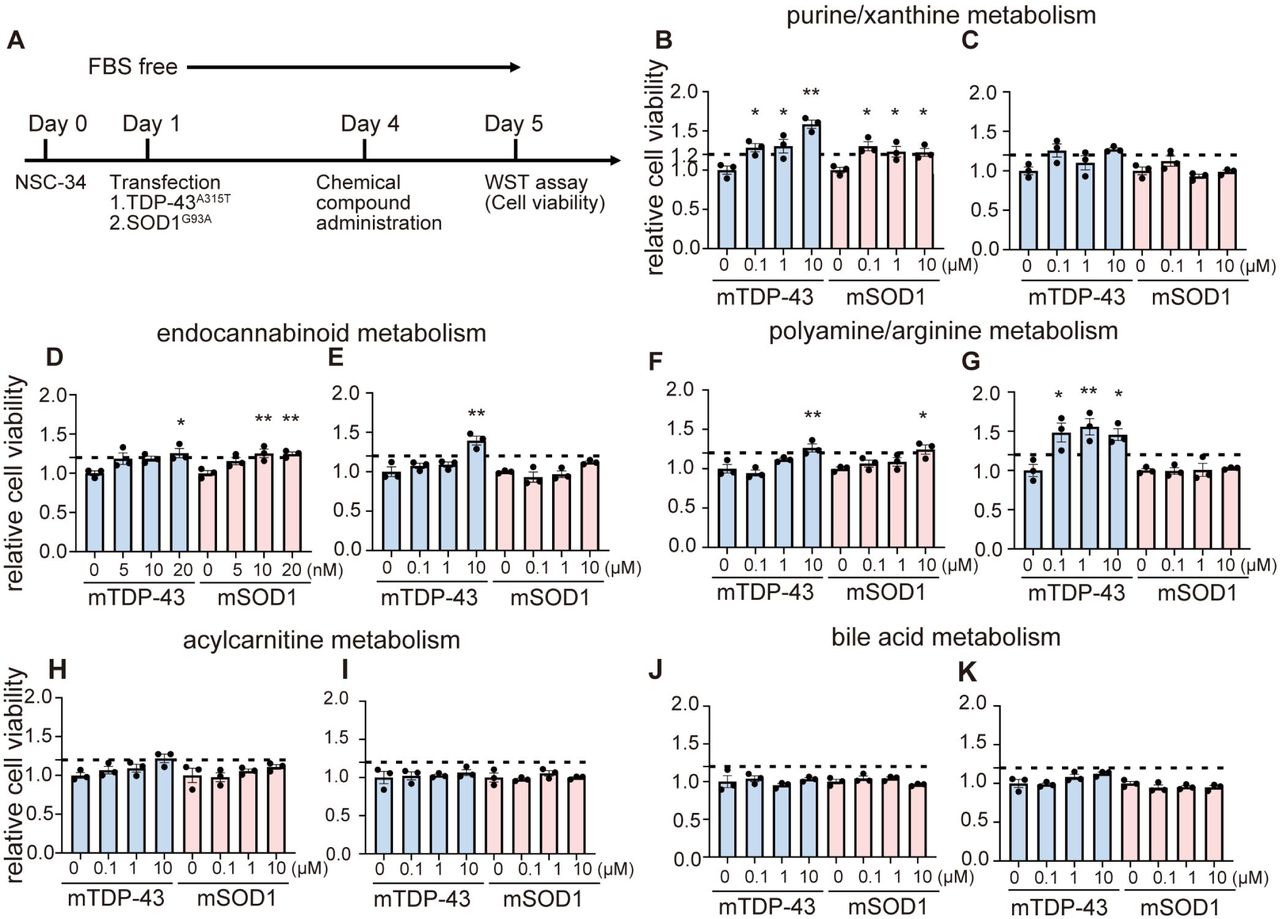 Cellular assay of compounds targeting selected metabolic pathways.We tested a total of 26 compounds that target the identified metabolic pathways. We used NSC-34 cells transfected with TDP-43A315T or SOD1G93A and measured cell viability using WST-8. The results of 10 representative agents are shown in this figure, and the other results are summarized in Supplemental Table 5. (A) Protocol of the cell viability assay. (B–K) Effects of compounds targeting purine/xanthine metabolism (B, allantoin; C, theobromine), expanded endocannabinoid metabolism (D, PF-04457845; E, arachidonoyl ethanolamide [AEA]), polyamine/arginine metabolism (F, agmatine; G, eflornithine), acylcarnitine metabolism (H, riboflavin; I, clofibrate), and bile acid metabolism (J, glycocholate; K, glycoursodeoxycholate [GUDCA]) on cell viability.Data information One-way ANOVA and Dunnet’s post hoc analysis comparing each concentration to the baseline concentration were performed (*p < 0.05 and **p < 0.01). Error bars indicate the SEM.