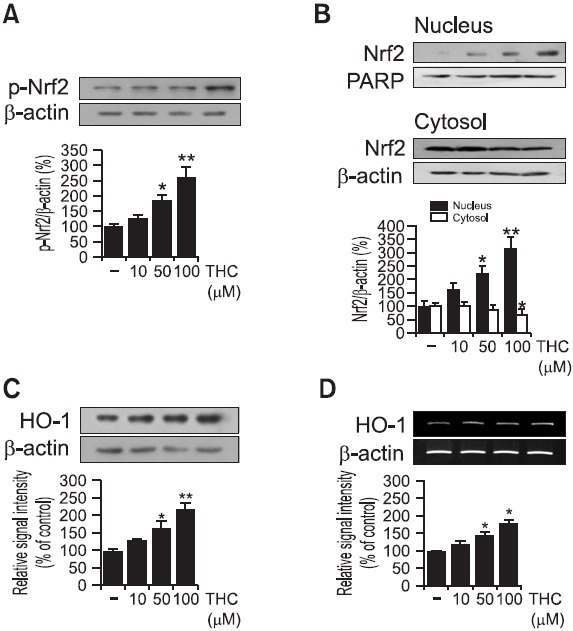 Effects of THC on Nrf2 activation and HO-1 expression. (A&B) Phosphorylation and nuclear translocation of Nrf2. BV2 microglia cells were treated with THC (10-100 μM), and then Western blot analysis was performed. Total level of phosphorylated Nrf2 was determined (A) and nuclear translocation of Nrf2 was examined in nuclear and cytosol fractions (B). (C, D) HO-1 protein and mRNA expression. HO-1 protein level (C) was determined by immunoblotting after THC treatment. After 6 hr of THC treatment, the total RNA was isolated, HO-1 mRNA level (D) was determined by RT-PCR. β-Actin was used as an internal control. Quantitative analysis was carried out using densitometric analysis. Images are representative of three independent experiments that shows similar results. *p<0.05 and **p<0.01 indicate statistically significant differences from treatment with LPS alone.