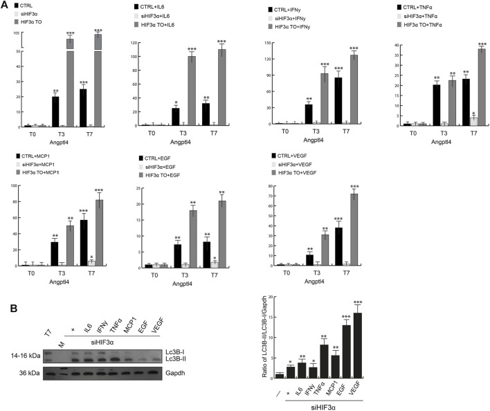 Hif3α silencing enhances lipid catabolism. (A) Expression levels of Angptl4 by qPCR in WT, siHif3α, HIF3ATO cultured in differentiated medium (T0-T7) in presence or absence of cytokines. Relative gene expression data are reported as 2-ΔΔCt method, normalized to housekeeping gene (b-actin and 18S mRNA) vs. T0 WT. Data are expressed as means ± SEM (n = 3; ***p ≤ 0.001, **p ≤ 0.01, *p ≤ 0.05). (B) Western blot analysis of LC3B-II protein in siHif3α adipocytes cultured in differentiation medium in presence of inflammatory cytokines (T7). The ratio of Lc3B-II/Lc3B-I/Gapdh was measured using ImageJ Analysis tool (n = 3; ***p ≤ 0.001, **p ≤ 0.01, *p ≤ 0.05 vs. control cells).