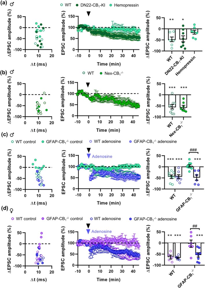 t‐LTD in the NAc requires astroglial pmCB1 receptors and adenosine release. (a) Change in EPSC amplitude vs. the pre‐post time windows (left), t‐LTD time course (middle), and change in EPSC amplitude after t‐LTD induction (right) in DN22‐CB1‐KI male mice and hemopressin. (b)–(d) Like (a) but for Nex‐CB1 −/− male mice (b) and GFAP‐CB1 −/− male (c) or female (d) mice in control conditions or when adenosine was applied. Note that Adenosine (250 μM) was puff applied through a glass pipette during t‐LTD induction. Black arrowhead, t‐LTD induction. Blue arrowhead, puff application of adenosine. Data are expressed as mean ± s.e.m. Statistical differences comparing baseline with 45 min after t‐LTD induction (paired Student's t‐test) are expressed as (*) p < 0.05, (**) p < 0.01, and (***) p < 0.001. Statistical differences comparing the different experimental groups (Two‐way ANOVA) are expressed as (##) p < 0.01, and (###) p < 0.001.