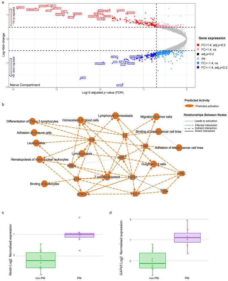 Differentially expressed genes and pathways enriched in nerve compartment of PNI foci. (a) Volcano plot showing differentially expressed genes in PNI nerve compartment compared with non-PNI foci. Each dot represents gene, with red dots indicating genes that are significantly up-regulated (adjusted p-value < 0.20 and fold change > 1.4), dark blue dots indicating genes that are significantly down-regulated (adjusted p-value < 0.20 and fold change < −1.4) and black dots indicating genes that are significantly differentially expressed (adjusted p-value < 0.20) with fold change between −1.4 and 1.4. Pink and light blue dots are genes with fold change > 1.4 and fold change < −1.4, respectively, but are not statistically significant (adjusted p-value > 0.20). Dotted lines represent threshold for statistical significance (adjusted p-value < 0.20) and threshold for fold change (fold change > 1.4 or <−1.4). Gene symbols for significantly differentially expressed genes are shown (for complete list, see Table S5). (b) Pathways predicted to be activated by up-regulated genes (n = 178) (for full list of pathways, see Table S6). Pathways were obtained using IPA. (c) Normalized gene expression of Nestin (NES) (adjusted p = 0.009). (d) GAP43’s normalized expression in nerves with PNI and non-PNI evidence (adjusted p = 0.025).