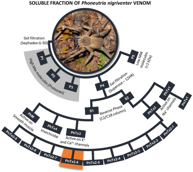 Scheme of purification P. nigriventer spider venom summarizing the general activities of each fraction. All toxins obtained from fraction PhTx2 were showed, including PnTx2-6 highlighted in orange. More detailed studies can be found in Peigneur et al. (2018). The names of the toxins are presented as in the first purification of the venom. The nomenclature suggested by King et al. (2008) for these toxins can be found in the Arachnoserver database (https://www.uniprot.org/database/DB-01450), King et al., 2008 and Peigneur et al., 2018. Photo credit: R. B. Aronson, Florida Tech (United States).