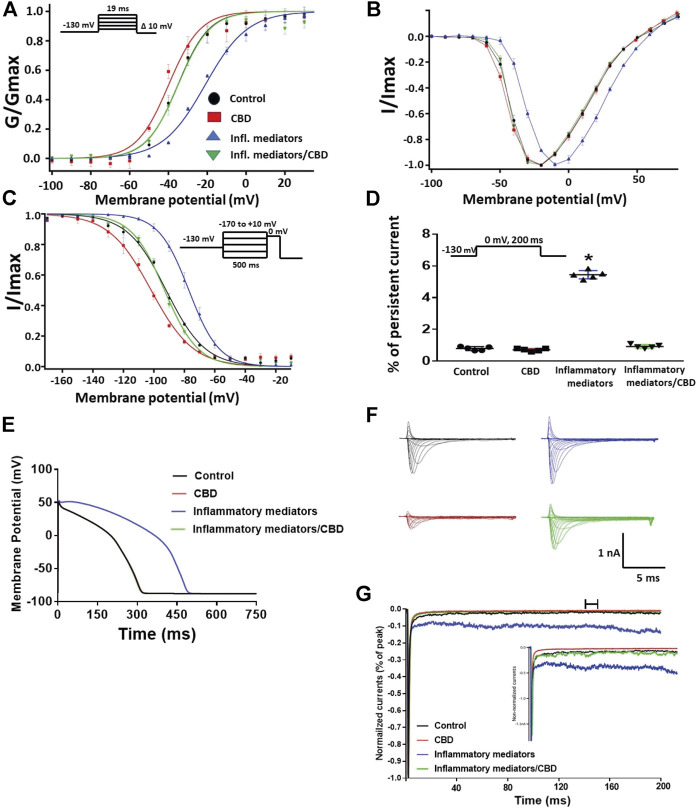 (A) Effect of CBD (5 μM, perfusion) or its vehicle on the conductance curve measured from human iCell cardiomyocytes (hIPSC-CMs) incubated with inflammatory mediators (24 h) or their vehicle with the insert showing the protocol (n = 5, each). (B) IV curves (C) Effect of CBD (5 μM, perfusion) or its vehicle on SSFI of human iCell cardiomyocytes (hIPSC-CMs) incubated with inflammatory mediators (24 h) or their vehicle with the insert showing the protocol (n = 5, each). (D) Effect of CBD (5 μM, perfusion) or its vehicle on the percentage of persistent sodium currents of human iCell cardiomyocytes (hIPSC-CMs) incubated with inflammatory mediators (24 h) or their vehicle with the insert showing the protocol (n = 5, each). (E) Effect of CBD (5 μM, perfusion) or its vehicle on the In silico action potential duration of human iCell cardiomyocytes (hIPSC-CMs) incubated in inflammatory mediators (24 h) or their vehicle. (F) Representative families of macroscopic currents. (G) Representative persistent currents across conditions. Currents were normalized to peak current amplitude. Bar above current traces indicates period during which persistent current was measured. Inset shows non-normalized currents. *p < 0.05 vs. corresponding “Control” values using one-way ANOVA along with post hoc testing.