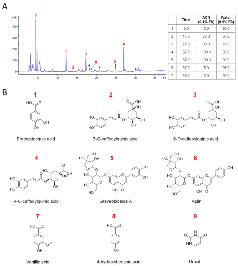 Chemical profiling of CC water extract and identification of its major compounds. (A) The chromatograms of the water extract of Centaurea cyanus. (B) Structures of isolated compounds from CC.
