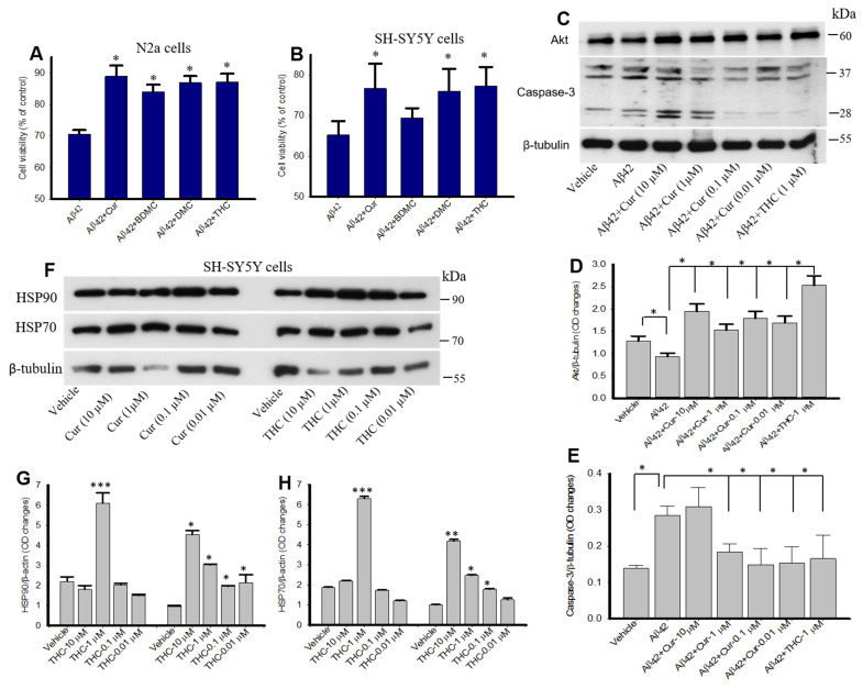Neuroprotective effects of Cur and Cur/turmeric derivatives in vitro. (A,B): N2a (A) and SH-SY5Y (B) cells were treated with Aβ42 (10 µM) in presence and absence of Cur-derivatives (1 µM) for 24 h and cell viability was performed by MTT assay. All Cur/turmeric derivatives that were tested protected against Aβ42-induced neurotoxicity in both the cell lines. (C–E): Western blots of Akt and caspase-3 levels in SH-SY5Y cells after treatment with Aβ42 (10 µM) for 24 h in presence and absence of different concentrations of Cur and THC. The caspase-3 were significantly reduced by different concentrations of Cur and THC (1 µM). (F–H): SH-SY5Y cells were treated with different concentrations of Cur and THC. Treatment of THC induces HSP90 and HSP70 in SH-SY5Y cells similar to Cur-treated cells. * p < 0.05, ** p <0.01 and *** p < 0.001compared with Aβ42.