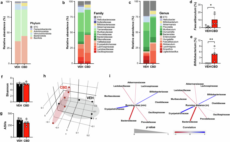 CBD administration changes the gut microbiome.a–c The relative abundance of bacteria, as analyzed through 16S rDNA amplicon sequencing, at the phylum (a) family (b) and genus (c) levels (n = 5). d, e Comparison of the ratios of Faecalibaculum (d) and Bifidobacterium (e) in the VEH and CBD treatment groups (n = 5). f, g The α-diversity of the VEH and CBD treatment groups was assessed using the Shannon index (f) and ASVs (g) (n = 5). h β-Diversity analysis was performed with unweighted UniFrac metrics (n = 5). i The correlation analysis between running time or distance and the relative abundance at the family level was generated via Gephi (version 0.9.7) (n = 5). *P < 0.05, **P < 0.01.