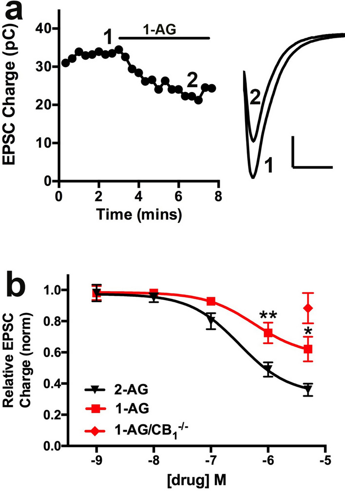 1-AG signals poorly relative to 2-AG in autaptic hippocampal neurons. (a) Sample time course showing the effect of 1-AG (1 µM) treatment on evoked EPSCs. Right panel shows corresponding EPSCs before (1) and in the presence of (2) 1-AG. (b) Concentration response curves show inhibition of excitatory postsynaptic currents with increasing concentrations of 1-AG (red squares) or 2-AG (black triangles). The curve for 1-AG is shifted to the right by ~ 1 order of magnitude. Red diamond shows the response to 1-AG at 5 µM in CB1−/− neurons. **, p < 0.01 2-way ANOVA with Bonferroni post hoc test. Scale bars for inset in A: nA, 50 ms.