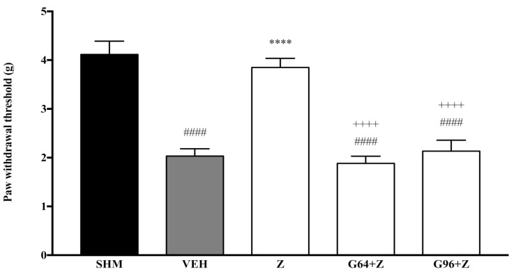 The effect of PPAR antagonists’ co-administration with zerumbone on mechanical allodynia in CCI-induced neuropathic pain mice. Each column represents the mean ± SEM, n = 6 mice per group. #### p < 0.0001 as compared to the sham group, **** p < 0.0001 as compared to the vehicle group and ++++ p < 0.0001 as compared to the zerumbone-treated group. Sham (SHM), Vehicle (VEH: 10 mL/kg, i.p.), Zerumbone (Z: 10 mg/kg, i.p.), Antagonists; GW6471, PPARα (G64: 1 mg/kg, i.p.), GW9662, PPARγ (G96: 1 mg/kg, i.p.).