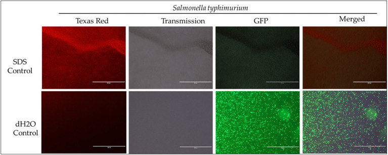 Immunofluorescence analysis of S. Typhimurium (ST) treated to 2% SDS as a positive control, while dH2O as a negative control. Scale bar = 100 μm. The immunofluorescence studies reveal that 2% SDS had killed S. Typhimurium (as shown in complete red fluorescence), whereas the dH2O revealed live bacteria growing in the sample as indicated by the green fluorescence.