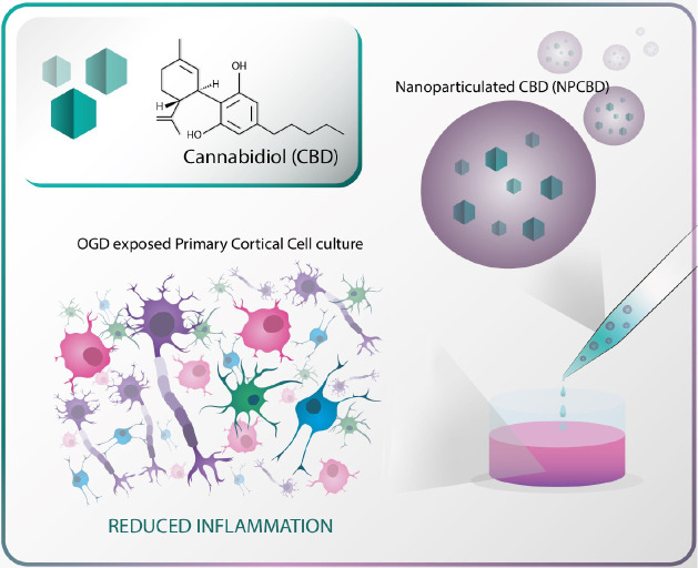 Cannabidiol (CBD)-Loaded Nanoformulation (NPCBD) Schematic and Overview of the In Vitro Protective Effect Reducing inflammation After Oxygen and Glucose Deprivation (OGD) Over Primary Cortical Cells (PCC) Culture