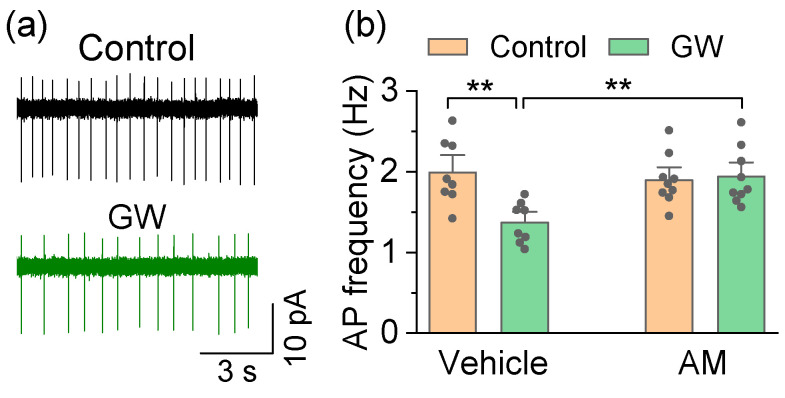 GW842166x (GW) decreased autonomous AP firing in SNc dopamine neurons in drug-naïve mice. (a) Bath application of GW (1 µM) decreased AP firing in SNc dopamine neurons. (b) Summarized data demonstrating that bath application of GW decreased the frequency of AP firing in SNc dopamine neurons (** p = 0.004, n = 8 cells from 3 mice), and this decrease was blocked by pre-incubation of the slice with AM630 (AM) (** p = 0.008, n = 8–9 cells from 3 mice).