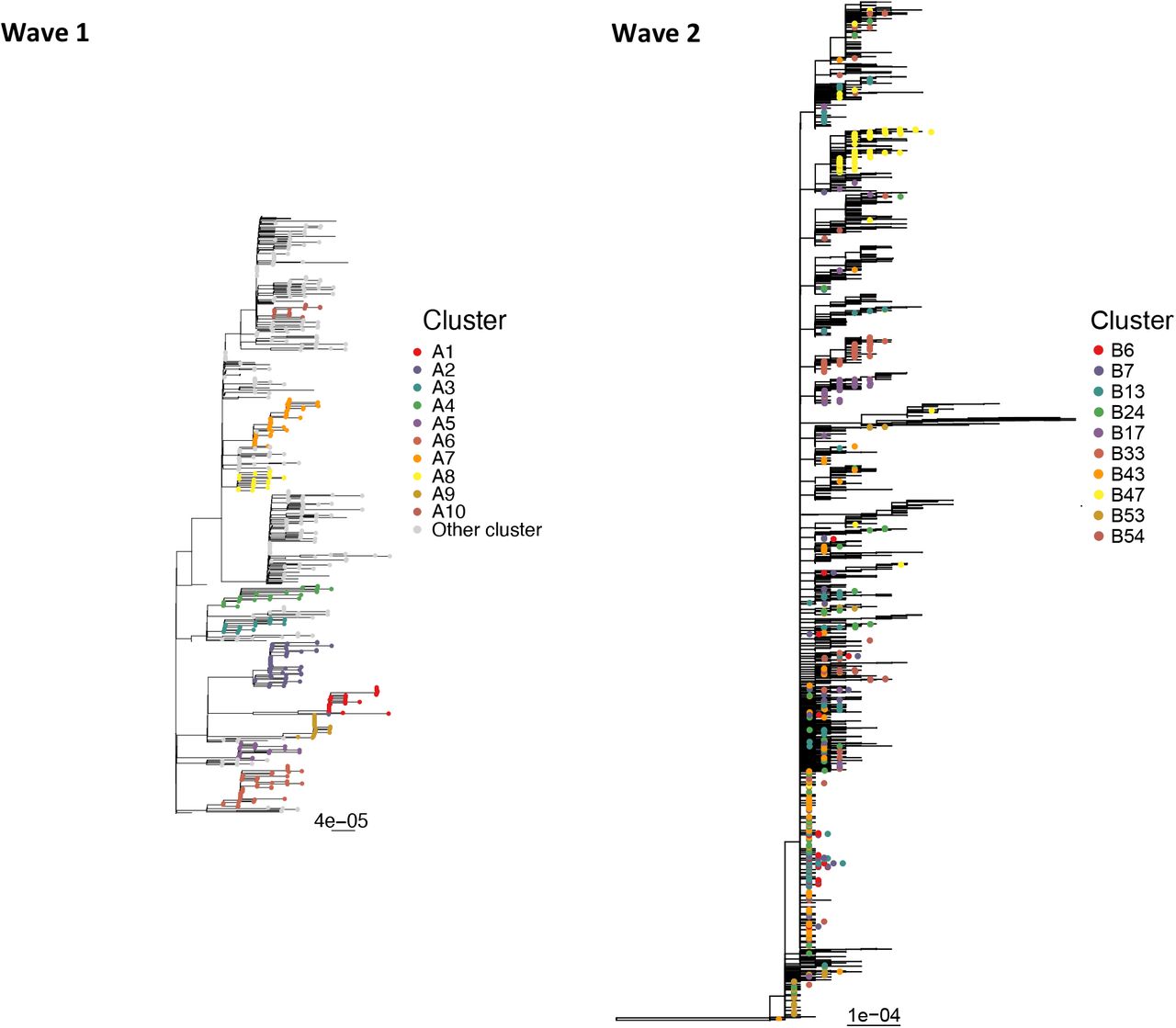 Phylogeny of wave 1 (left) and wave 2 (right) Victorian SARS-CoV-2 data.Primary clusters selected for serial interval analysis are coloured and labelled.