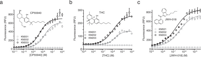 Detection of cannabinoids with the fluorescent output cannabinoid biosensor.a Incubation of the cannabinoid biosensor strain in the absence of CB2 receptor (KM201, light gray) with up to 1 μM CP55940 resulted in no increase of the fluorescent output. Inducing biosensor strain KM202 expressing CB2 receptor (dark gray) with 10 pM to 1 μM CP55940 resulted in a typical sigmoidal dose–response curve revealing an apparent EC50 of 15 nM. Strain KM203 (black) producing CB2 fused with the mating factor α signal sequence (MFaSS-CB2) showed higher sensitivity (EC50 = 4.6 nM). b When the above-mentioned strains were incubated with THC, KM203 (black) showed higher sensitivity (EC50 = 1.2 µM) than KM202 (dark gray), which displayed an apparent EC50 of 1.8 µM. The control strain, KM201 (light gray), was not induced by the cannabinoid. c The biosensor was also incubated with JWH-18. For KM202, EC50 was determined to be 370 nM, while for KM203, EC50 was 169 nM. The control, KM201 was not induced by JWH-018. Data presented as mean + /− standard deviation. n = 3 biologically independent samples. Source data are provided in the Source Data file.
