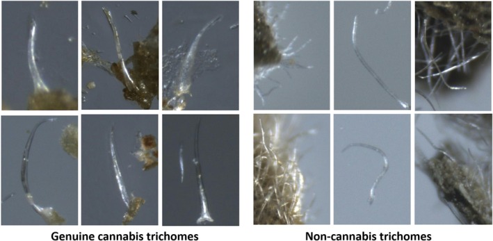 Samples of non‐glandular trichome hairs in cannabis (left) and non‐cannabis trichomes (right) from the dataset collected during this research. The images displayed here are cropped from the original, larger images. Typically, the genuine trichomes have a bear‐claw shape, whereas the non‐cannabis trichomes are narrower and more densely distributed.