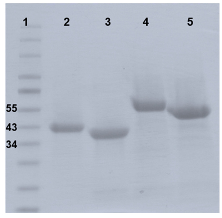 SDS-page gel of purified endolysins PlyB221 and PlyP32. The recombinant proteins were expressed in E. coli BL21(DE3) and purified thanks to a six-histidine tag on a Ni-NTA column. Lane 1: Protein ladder in kDa; Lane 2: PlyB221; Lane 3: PlyP32; Lane 4: GFP::PlyB221_CBD; Lane 5: GFP::PlyP32_CBD.