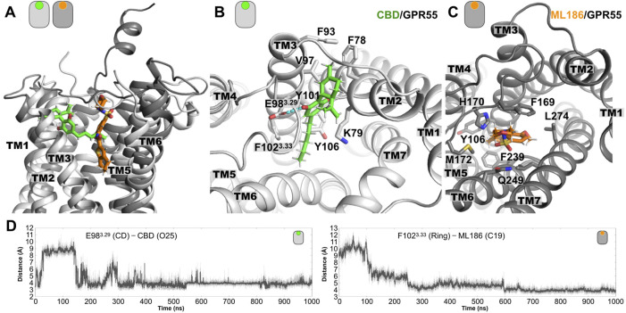Representative poses from the MD simulations of the GPR55 complexes. (A) Lateral view of superimposed structures of the CBD/GPR55 and ML186/GPR55 complexes. Relative to the position of the CBD, the position of the ML186 selective ligand is placed deeper into the TM region of the ligand binding site. (B) Extracellular view of the CBD/GPR55 complex, where we can see that the two-ring moiety of CBD inserts in between TM2 and TM3. Flanking this part of the ligand, we observed two charged residues, K792.60 and E983.29. While the former interacts via the aliphatic part of its side chain, the latter forms interactions with one of the CBD hydroxyl (OH) groups (see dashed line). Residues forming the CBD binding site in GPR55 are indicated. (C) Extracellular view of the ML186/GPR55 complex. Contrary to the location of CBD in the GPR55 binding site, the selective agonist mainly contacts residues located TM3, TM6, and TM7. Three aromatic residues are part of the residues forming the binding site of ML186. F1023.33 places along the main axis of the ligands where it established aromatic interactions with the highly delocalized electron (aromatic) region of the ligand. As for residues F2396.48 and Y1063.37, they formed the lower part of the agonist binding site. Note that position 6.48 has been denominated toggle switch and has been implicated in class A GPCR activation. Lastly, the SO group of the ligands established polar interactions around residue Q2496.58. (D) Time evolution plots of the distance between acidic residue E983.29 with one of the CBD hydroxyl (OH) groups as well as between the center of the aromatic sidechain of F1023.33 and the C19 atom.