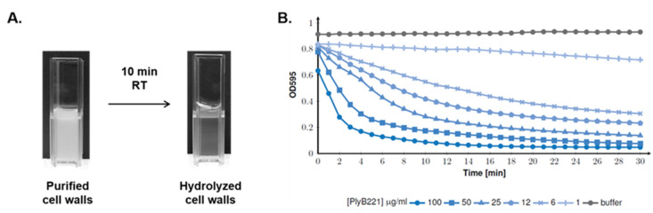 PlyB221 activity on purified cell wall extracts. Cell wall extracts from B. cereus ATCC 10,987 were purified and mixed by PlyB221. (A) Macroscopic observation of B. cereus cell wall hydrolysis with 100 µg of endolysin after 10 min at RT. (B) OD595 monitoring during 30 min (30 °C) of cell wall hydrolysis using endolysin concentrations ranging from 1 to 100 µg/mL.