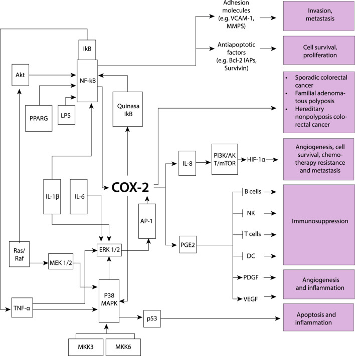 The induction of the COX-2 model involves various key processes driven by proinflammatory cytokines, resulting in stimulated cell proliferation and increased metastatic potential, while also influencing apoptosis and inflammation. Several molecular components participate in this intricate network: Akt protein kinase B (AKT-PKB), involved in signaling pathways related to cell survival and growth; activator protein-1 (AP-1), pivotal in cellular processes such as proliferation, differentiation, and apoptosis; cyclooxygenase-2 (COX-2), playing a role in inflammation and promoting cell proliferation; extracellular signal-regulated kinases 1/2 (ERK1/2), contributing to cell proliferation and differentiation; inhibitor of κB (IκB), regulating inflammatory responses; interleukins (IL), involved in immune responses and inflammation; lipopolysaccharide (LPS), a component of Gram-negative bacterial cell walls inducing inflammation; mitogen-activated protein kinase 1/2 (MEK1/2), playing a role in cell proliferation; mitogen-activated protein kinase 3 (MKK3), contributing to cellular responses; nuclear factor-κB (NF-κB), central to the regulation of immune and inflammatory responses; P38 mitogen-activated protein kinase (P38 MAPK), involved in cellular responses to stress and inflammation; p53 oncogene (p53), regulating cell cycle progression and apoptosis; prostaglandin E2 (PGE2) with various physiological effects, including inflammation; peroxisome proliferator-activated receptor γ (PPARG), involved in regulating genes associated with adipocyte differentiation and inflammation; mitogen-activated protein kinase cascade (Ras/Raf), involved in cell growth and differentiation; tumor necrosis factor-α (TNF-α), involved in inflammation and immune system regulation; Phosphoinositide 3-kinase, Protein kinase B, and Mammalian target of rapamycin (PI3K/AKT/mTOR), regulate cell growth and survival; Hypoxia-inducible factor 1α (HIF-1α), controls the cellular response to low oxygen levels; Vascular endothelial growth factor (VEGF), promotes the formation of new blood vessels; Platelet-derived growth factor (PDGF), stimulates cell growth and angiogenesis; Dendritic cells (DC), serve as antigen-presenting cells; T lymphocytes (T cells), coordinate specific immune responses against pathogens; Natural killer cells (NK), are immune cells that target and eliminate infected or cancerous cells; B lymphocytes (B cells), produce antibodies as part of the immune response; B-cell lymphoma 2 (BCL-2), is a protein involved in regulating apoptosis or programmed cell death; Inhibitor of apoptosis proteins (IAPs), regulate cell death processes; Survivin is a protein that inhibits apoptosis and promotes cell survival; Vascular cell adhesion molecule 1 (VCAM-1), is involved in inflammation and immune cell adhesion; Matrix metalloproteinases (MMPs), are enzymes responsible for degrading extracellular matrix components contributing to tissue remodeling and invasion. COX-2 is also associated with sporadic colorectal cancer development, as well as in familial adenomatous polyposis and hereditary colorectal cancer, indicating its involvement across different forms of diseases.