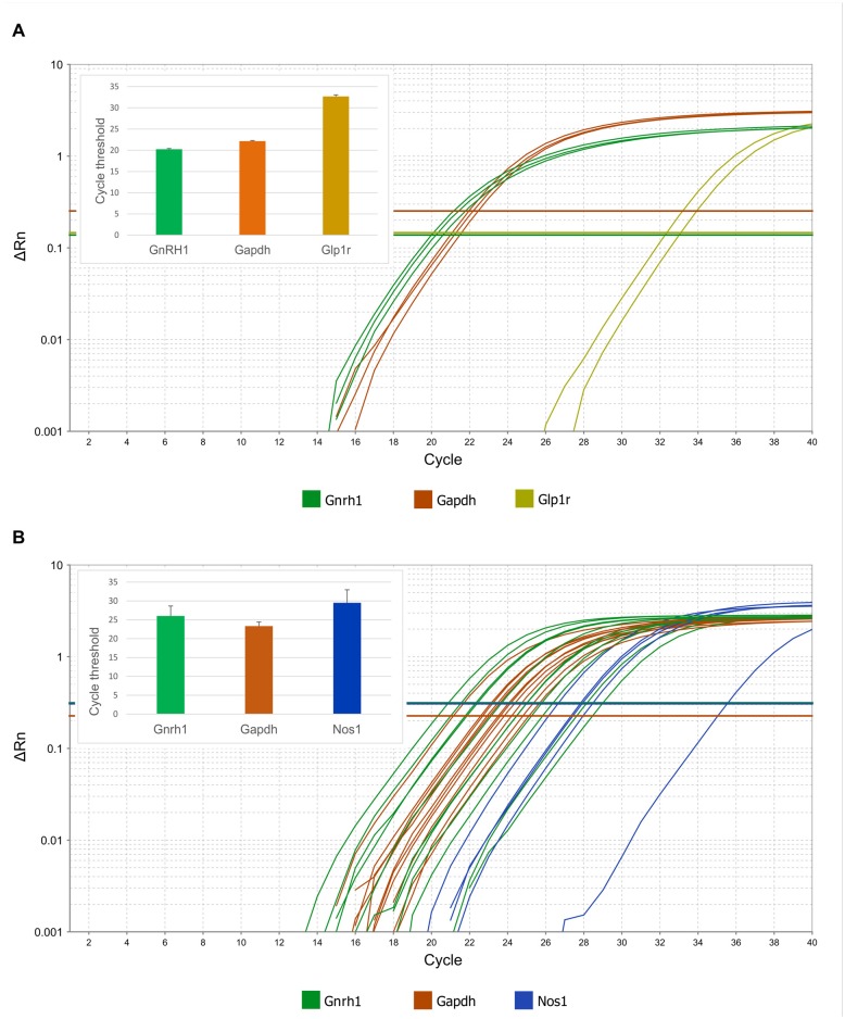 Expression of Glp1r and Nos1 mRNAs in GnRH neurons harvested by patch electrodes for single-cell qPCR. Real-time qPCR amplification of Gnrh, Gapdh, Glp1r and Nos1 cDNA from GnRH neurons. (A) Expression of Glp1r transcript was detected in two of three pools of GnRH neuronal cytoplasmic samples. The abundance of the Glp1r was low, indicated by its relatively high Ct values (32.5 and 33.1) as compared to the housekeeping gene Gapdh (22.0–22.5). (B) Expression of the Nos1 gene in individually harvested Gfap-negative GnRH neuronal samples. The logarithmic scale of Rn and number of PCR cycles are indicated on the Y and X axes, respectively. The onset of the exponential phase (Ct) is indicated by horizontal lines for each target gene. Column charts are in the inserts to show quantitative results of the qPCR experiments.
