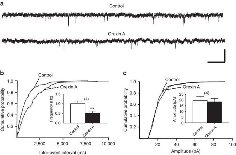 Orexin A decreased the frequency, but not the amplitude, of mIPSCs.(a) Representative traces of mIPSCs recorded in the presence of 2 mM kynurenic acid and 1 μM tetrodotoxin in a neuron before (upper panel) and 10 min after (lower panel) treatment with 100 nM orexin A. Scale bars, 0.5 s and 50 pA. (b,c) Cumulative probability of the interval or amplitude of mIPSCs, sampled in a 5-min period, before and 10 min after treatment with 100 nM orexin A (black bars). Insets: (b) the average frequency (n=4, P=0.0028 ; t(3)=9.127) and (c) amplitude (n=4, P=0.1142 ; t(3)=2.209) of mIPSCs before and 10 min after treatment with orexin A in the same neurons. **P<0.01 versus control (paired t-test). Data are expressed as mean±s.e.m.