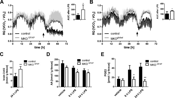 Neuroinflammatory response of MKOGFAP mice after peripheral LPS treatment. A, MKOGFAP and B, MKOglobal mice were housed in a laboratory animal monitoring system (LabMaster, TSE Systems), and RQ was monitored after intraperitoneal injection of 5 mg/kg LPS. The arrow indicates the time point of injection. Mice were familiarized with cages for 3 days before treatment. C, brain 2-AG; D, AA; and E, prostaglandin E2 levels were analyzed 6 h or 24 h after intraperitoneal administration of 5 mg/kg LPS. As controls we used floxed littermates for MKOGFAP mice and wild-type littermates for MKOglobal mice. Data are presented as means ± S.D. (n = 4–6). *, p < 0.05; **, p < 0.01; (Student's t test).
