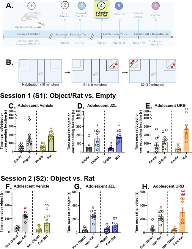 Effects of adolescent JZL184, URB597, and vehicle administration on behavior on social preference in adult rats.Rats were tested for social preference using the 3-chamber social test on PND65 (4A). Testing consisted of three phases (4B): a 10-min habituation phase, a 10-min phase where rats chose between a novel rat or object and an empty compartment (S1), and a 10-min phase where rats chose between a novel object or rat and familiar rat or object (S2). Data represent the time spent in close proximity to an object, rat, or a corresponding location in an empty chamber. During the S1 phase, rats treated with vehicle (4C) or JZL (4D) during adolescence showed comparable preference for a novel rat or novel object over the empty compartment (veh/rat, n=8; veh/object, n=10; JZL/rat, n=8; JZL/object=n=10; Tukey’s HSD test; p <0.05). By contrast, rats treated with URB (4E) did not display a preference for a novel object over and empty compartment (n=12) but showed very strong preference for a novel rat (n=7) that was greater than that observed in VEH or JZL rat (**p=0.0001, rat vs. empty and p=0.0006 rat vs. object; Tukey’s HSD). During the S2 phase, a significant adolescent drug treatment × prior rat/object exposure × preference interaction was found (F2,48 = 4.168, p=0.021). Time spent near the rat or object during the session in rat that received adolescent vehicle (4F), JZL (4G), or URB (4H) is shown. In all cases, rats preferred a novel rat over a familiar object (#p<0.0001; Tukey’s HSD). Rats treated with vehicle or URB, but not JZL, preferred a familiar rat over a novel object (^^p<0.05; Tukey’s HSD). Rats treated with URB during adolescence spent more time with a familiar rat than vehicle or JZL-treated rats (##p<0.001; Tukey’s HSD). Created in part with BioRender.com.