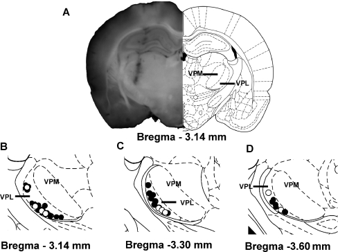 Recording sites of VPL neurons, contralateral to sham surgery or spinal nerve ligation, with mechanical receptive field located on the hindpaw. (A) Representative cannula track diagram and (B–D) histologically identified recording sites at three rostrocaudal coordinates in the VPL of SNL (solid circles) and sham (unfilled, white circles). Each circle represents recording sites in distinct experiments. VPM, ventral posteromedial nucleus; VPL, ventral posterolateral nucleus. Note that there was an overlap in some recording sites and, thus, the number of dots may appear to be fewer than the total number of rats used in this study.