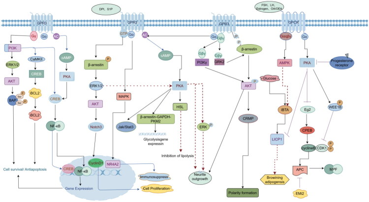 Schematic diagram of the signaling pathways involving GPR3.