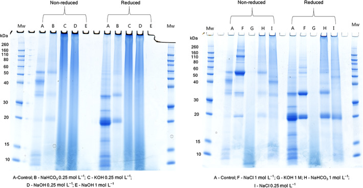 SDS‐PAGE of extracts containing hempseed proteins under reduced (dithiothreitol was used as a reducing agent) and non‐reduced conditions.